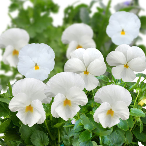 楽天市場】花苗 パンジー デルタプロ クリアホワイト 2鉢セット 3.5号