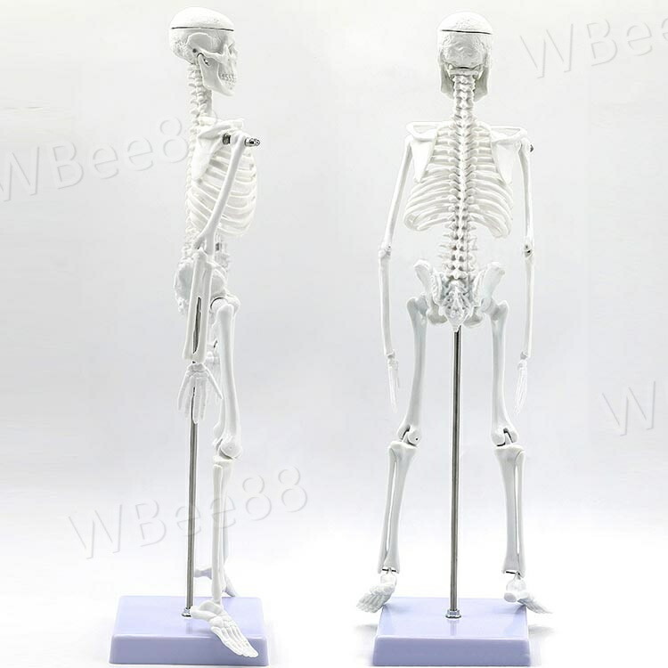 楽天市場】人体模型 45cm 人体骨格模型 骨格標本 稼動 直立 スタンド