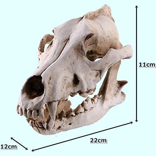 楽天市場】リアル 頭蓋骨 狼 骨格 模型 スカル 標本 レプリカ ドクロ