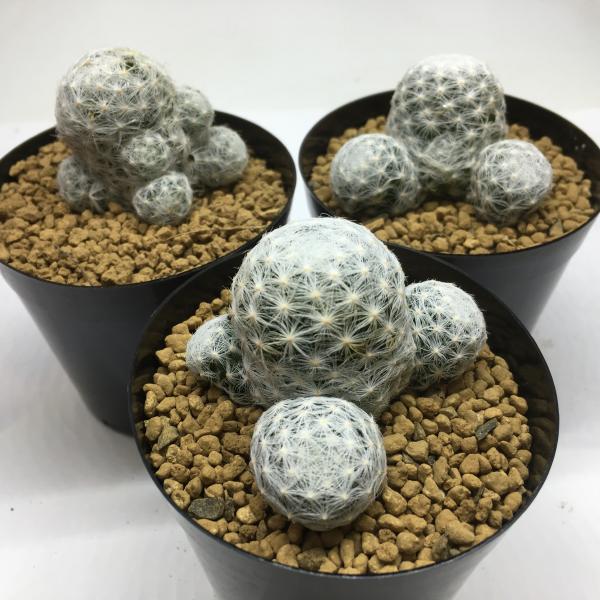 楽天市場】サボテン：マミラリア 姫春星*幅3〜5cm : 遊恵盆栽 楽天市場店
