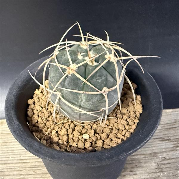 楽天市場】サボテン：ギムノカリキウム 光琳玉*幅3cm ☆赤松実生