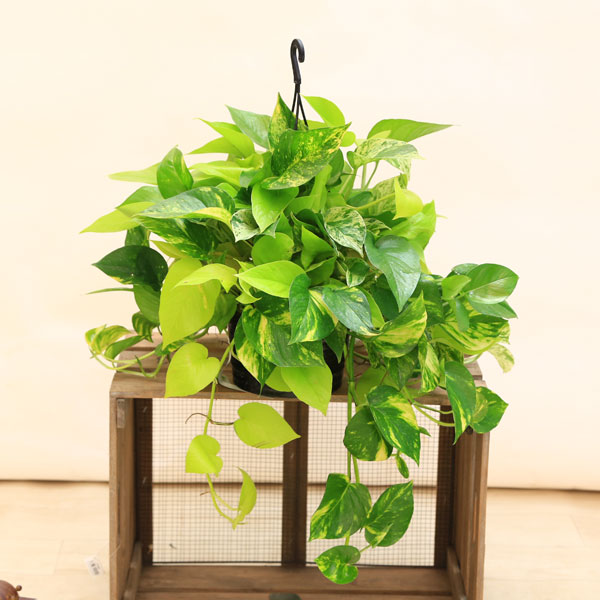 楽天市場】おしゃれ 観葉植物：ポトスMIX*6号 吊り鉢 : 遊恵盆栽 楽天