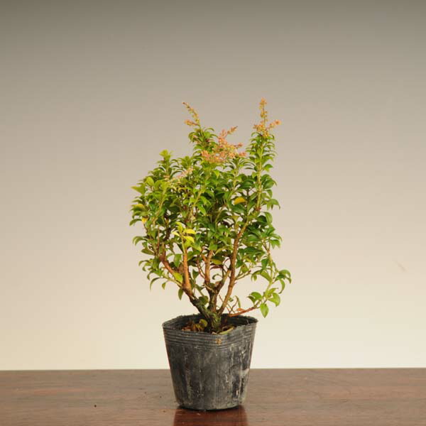 楽天市場】苗：極姫あせび* アセビ 馬酔木 : 遊恵盆栽 楽天市場店