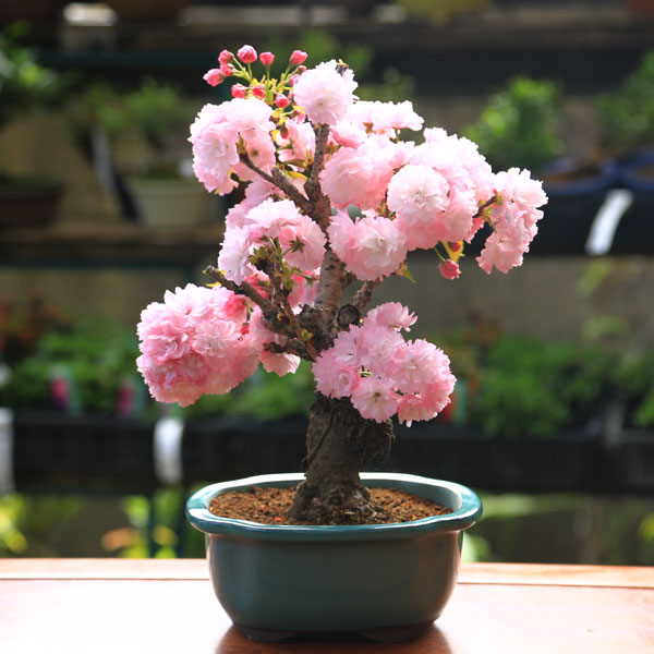 楽天市場】桜盆栽：牡丹桜(松月）*＜モッコ縁付鉢＞（2024年春開花