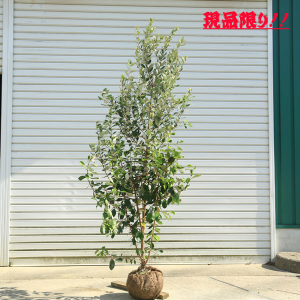 楽天市場】現品庭木：フェイジョア 品種不明 現品発送！ *樹高：約