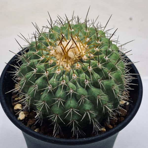 楽天市場】サボテン：コピアポア コルムナアルバ 孤竜丸（こりゅうまる