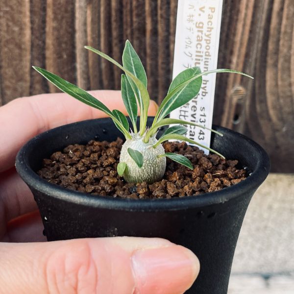 楽天市場】コーデックス：パキポディウム グラキリス×恵比寿笑い 実生