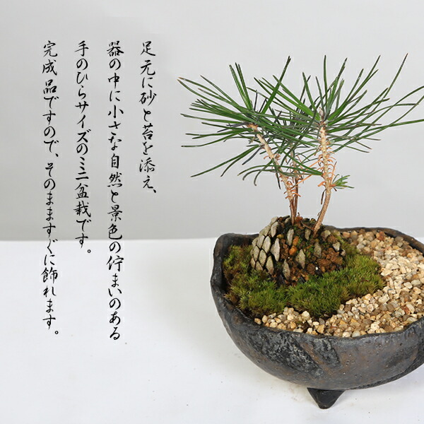 楽天市場】ギフト【即日出荷可！】ミニ盆栽：松ぼっくりん*＜黒松