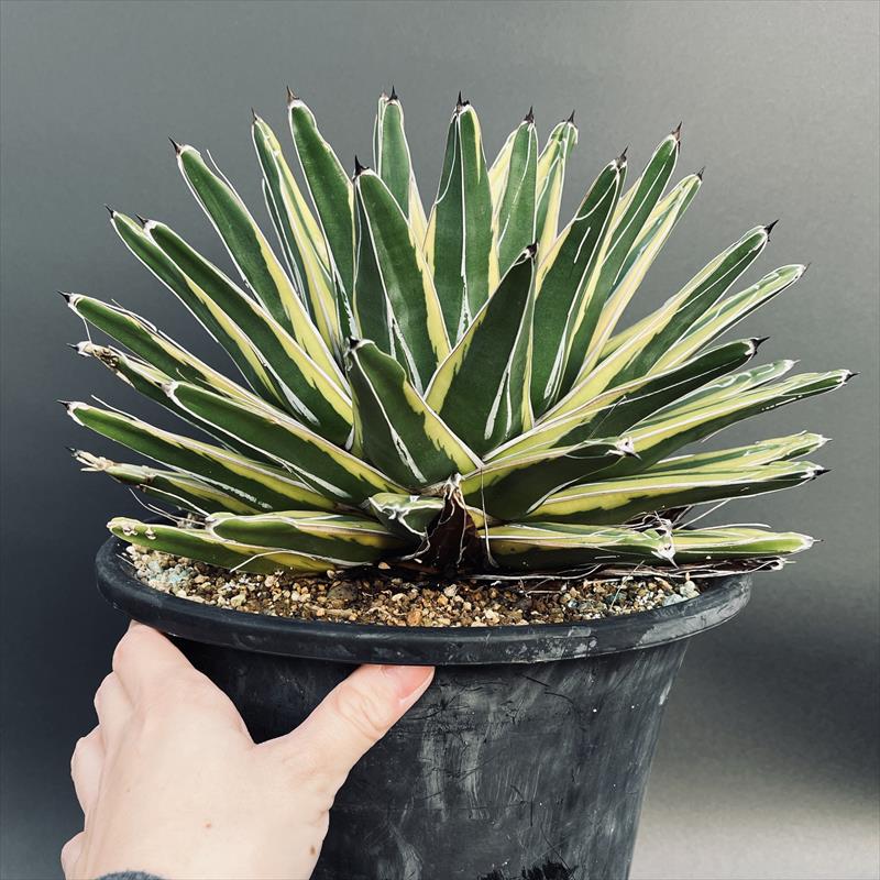 楽天市場】多肉植物：アガベ 笹の雪錦 覆輪*幅28cm 現品！一品限り