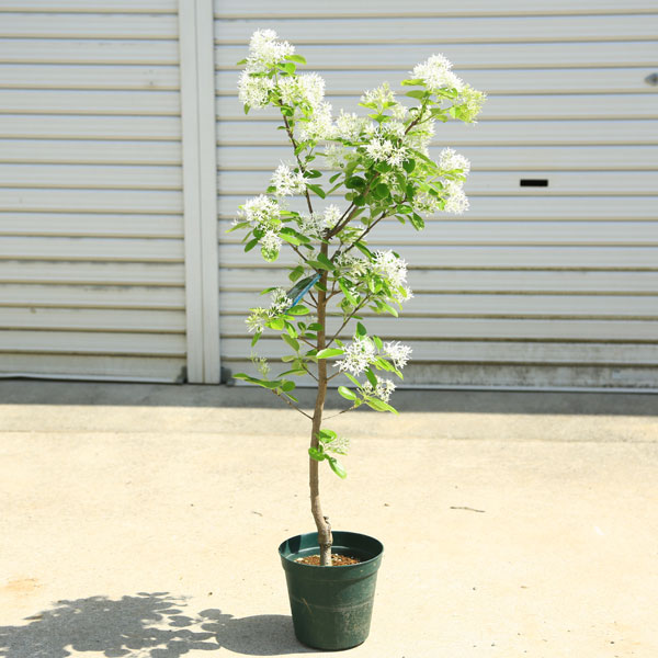 楽天市場】庭木・植木：アメリカヒトツバタコ（なんじゃもんじゃの木