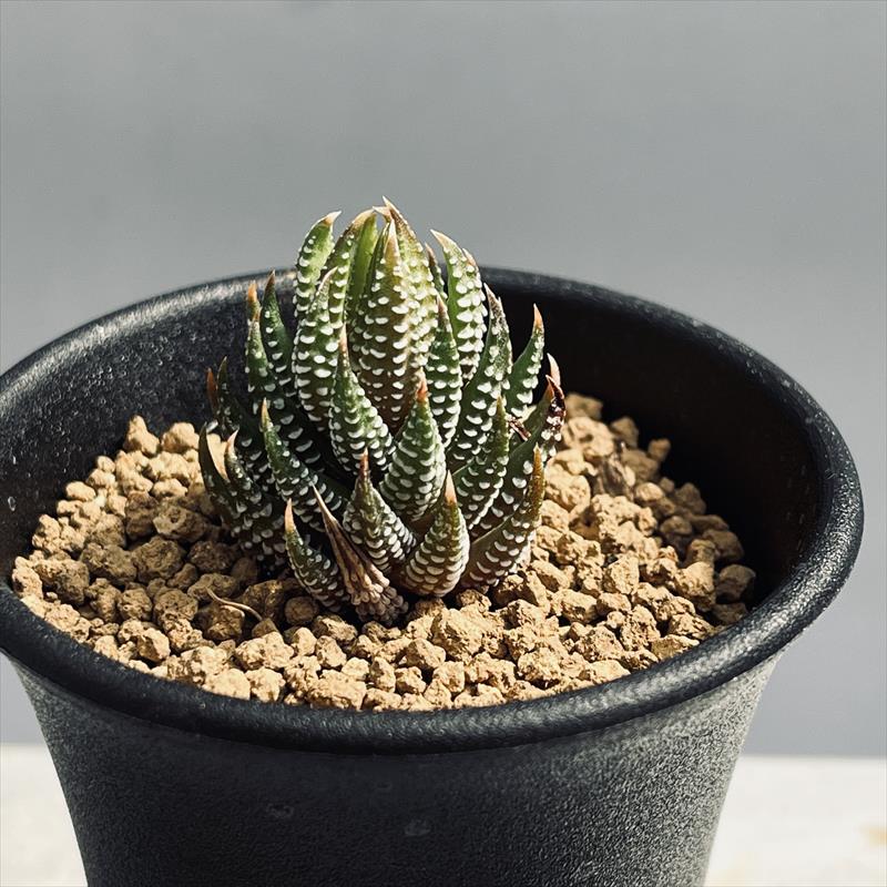楽天市場】多肉植物：ハオルチア レインワルディ カフィルドリフテン