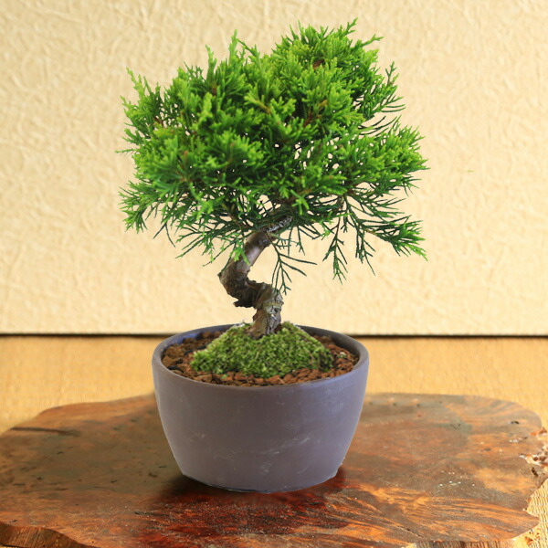 楽天市場】【即日出荷可！】ミニ盆栽：糸魚川真柏（曲・5年生）* (萬古