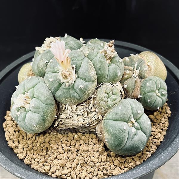 楽天市場】サボテン：ロフォフォラ 烏羽玉*幅10cm 現品！一品限り
