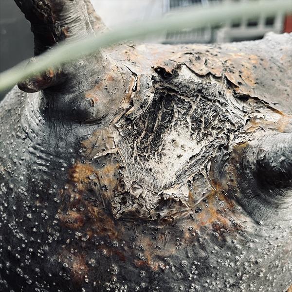 楽天市場】コーデックス：パキポディウム グラキリス 発根済*塊根幅