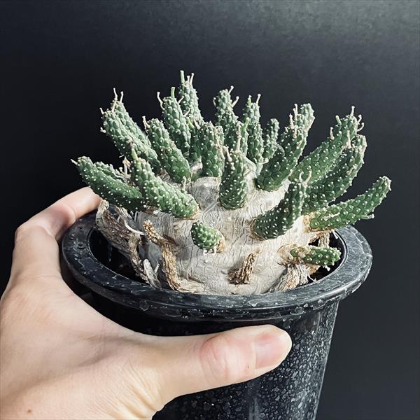 楽天市場】コーデックス：ユーフォルビア ガムケンシス 大株 実生*幅