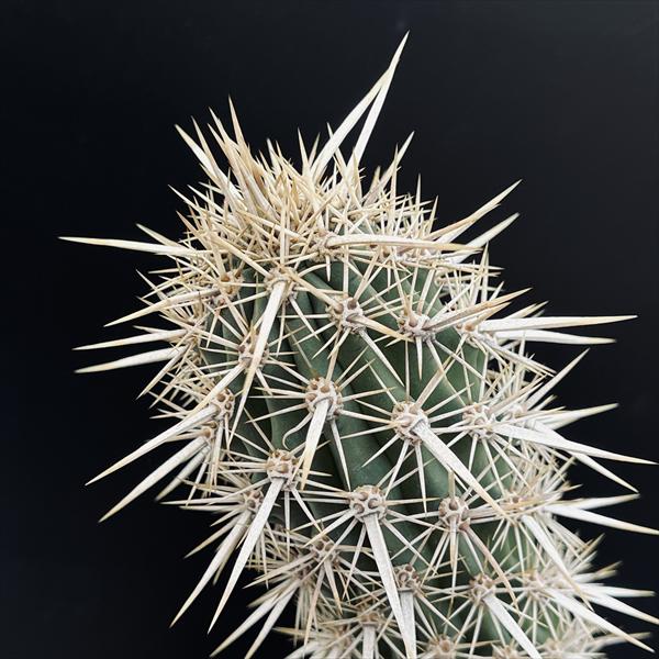 楽天市場】サボテン：ステノセレウス 入鹿（イルカ）*幅6cm 現品