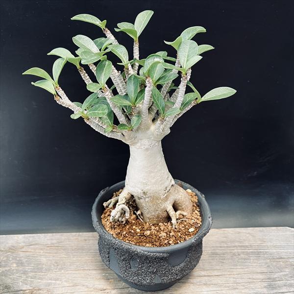 アデニウム アラビカム」の人気商品一覧 | 安い商品を通販サイトから