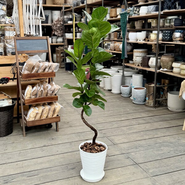 観葉植物 カシワバゴム 鉢植え」の人気商品一覧 | 安い商品を通販