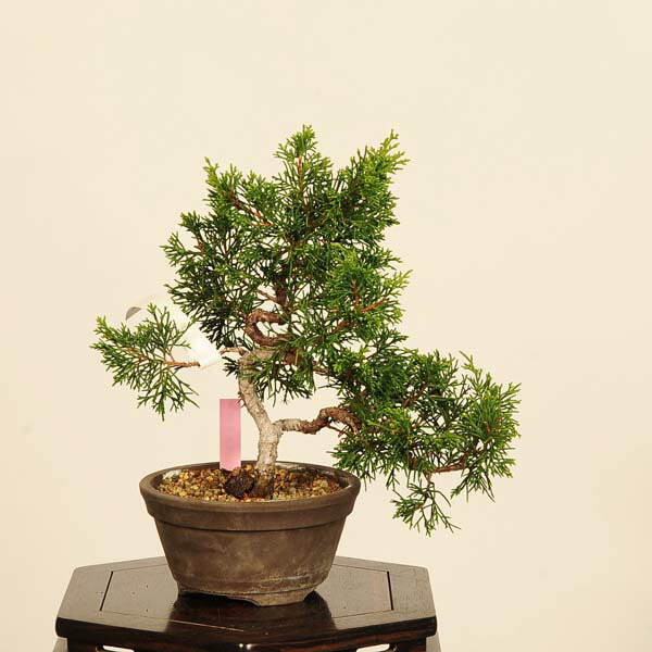 小品盆栽 真柏 盆栽 植木」の人気商品一覧 | 安い商品を通販サイトから