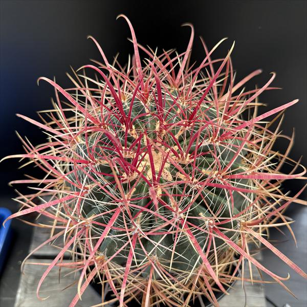 楽天市場】サボテン：フェロカクタス 刈穂玉*幅16cm 現品！一品限り