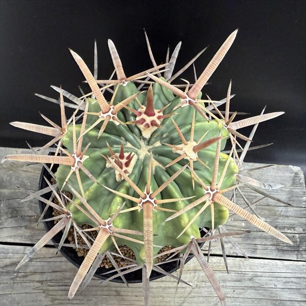 楽天市場】サボテン：ホマロケファラ 強刺綾波 実生*幅12cm 現品
