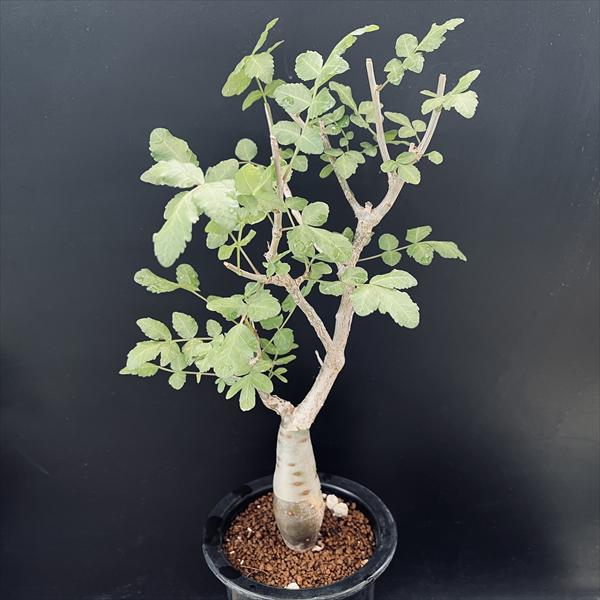 楽天市場】コーデックス：ブルセラ ファガロイデス*葉幅16cm ☆I氏