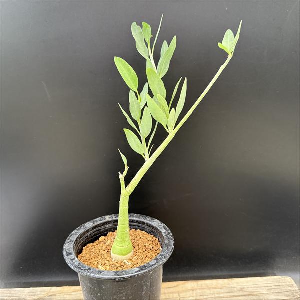 楽天市場】☆特価☆コーデックス：アデニア ペチュエリー 実生*全幅