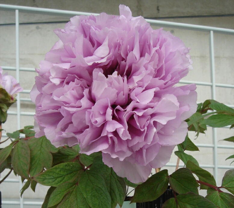 楽天市場】【牡丹】新鎌田（しんかまた）7寸鉢 2年生程度 〜別名「五