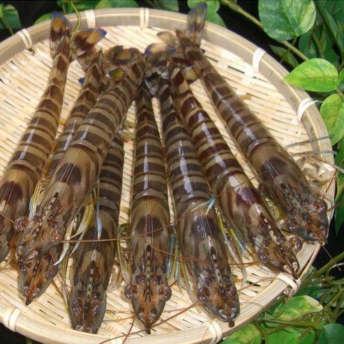 楽天市場】【送料無料】秋穂直送（車エビ）『冷凍 活き締め車えび