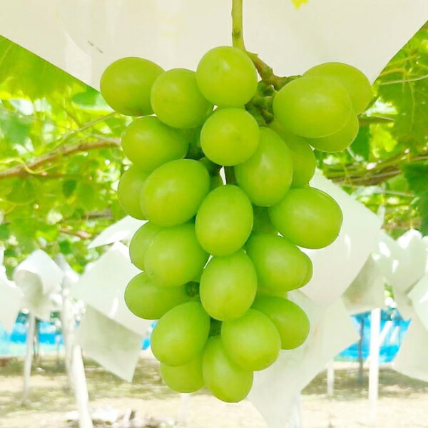 楽天市場】【ジュエルマスカット】約1kg-1.5kg（2房）8月中旬～9月