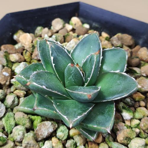 楽天市場】多肉植物 アガベ 王妃笹の雪 B型 2.5号ポット苗 : やましち