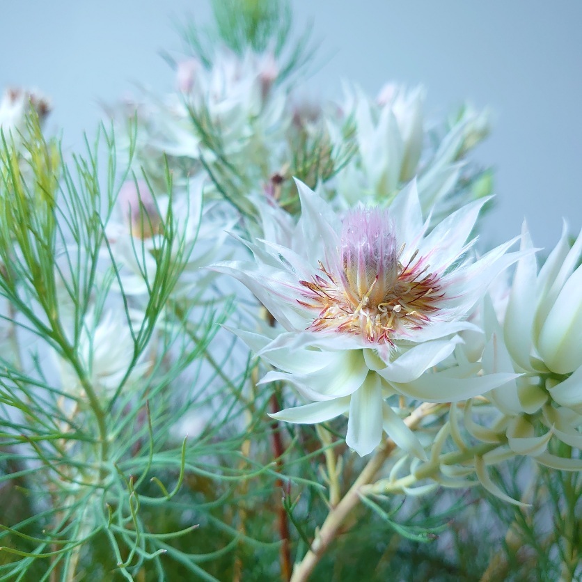 楽天市場】超希少！ジョーイセルリア【ブラッシングブライト