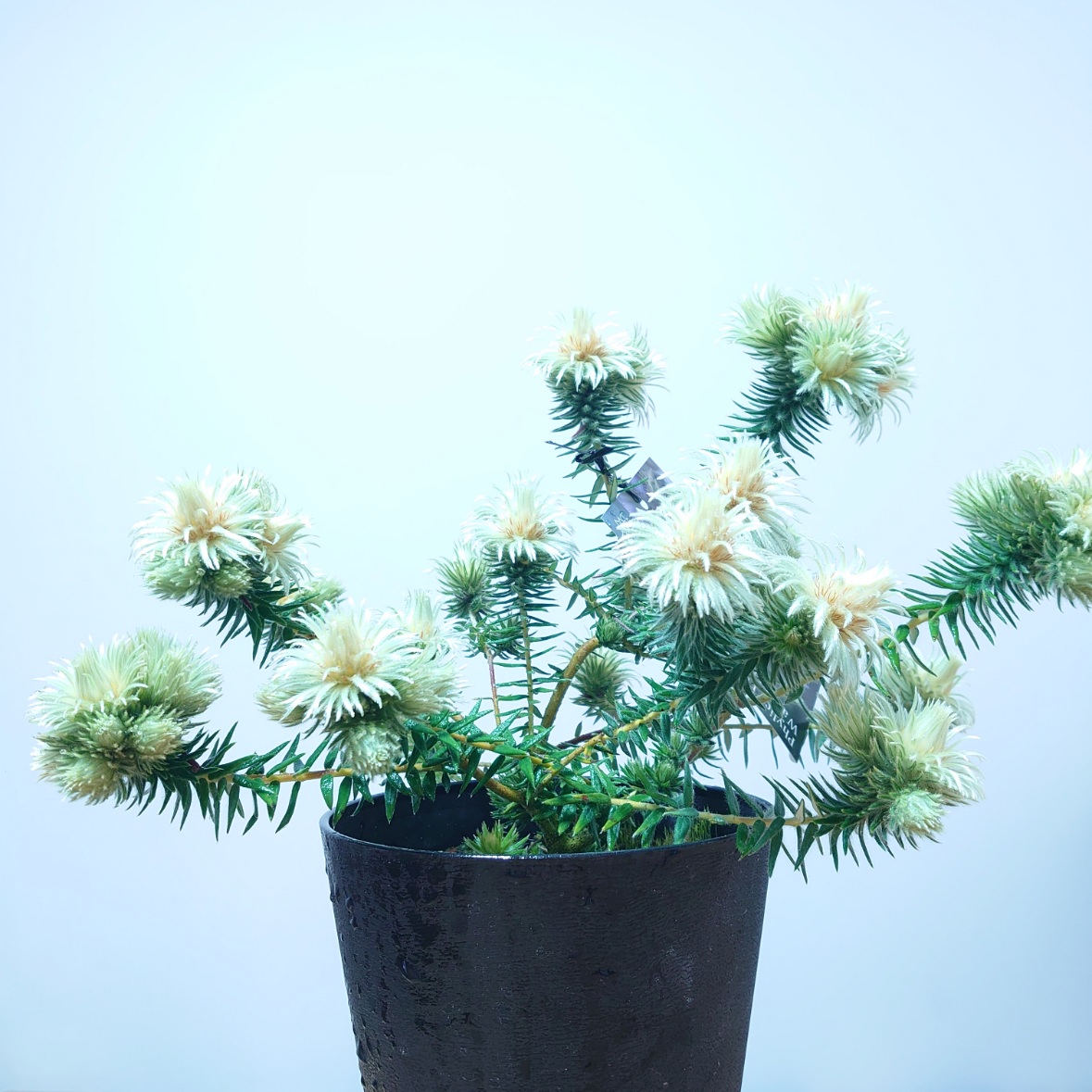 楽天市場】【フィリカ プベッセンス ーワフトフェザー】 ガーデニング