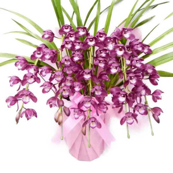 楽天市場】シンビジューム ワインシャワー 赤ワイン色 アーチ 5本立ち