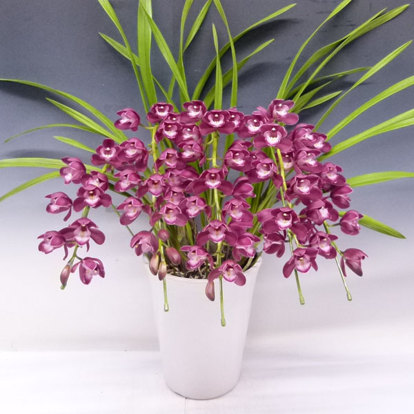 楽天市場】シンビジューム ワインシャワー 赤ワイン色 アーチ 5本立ち