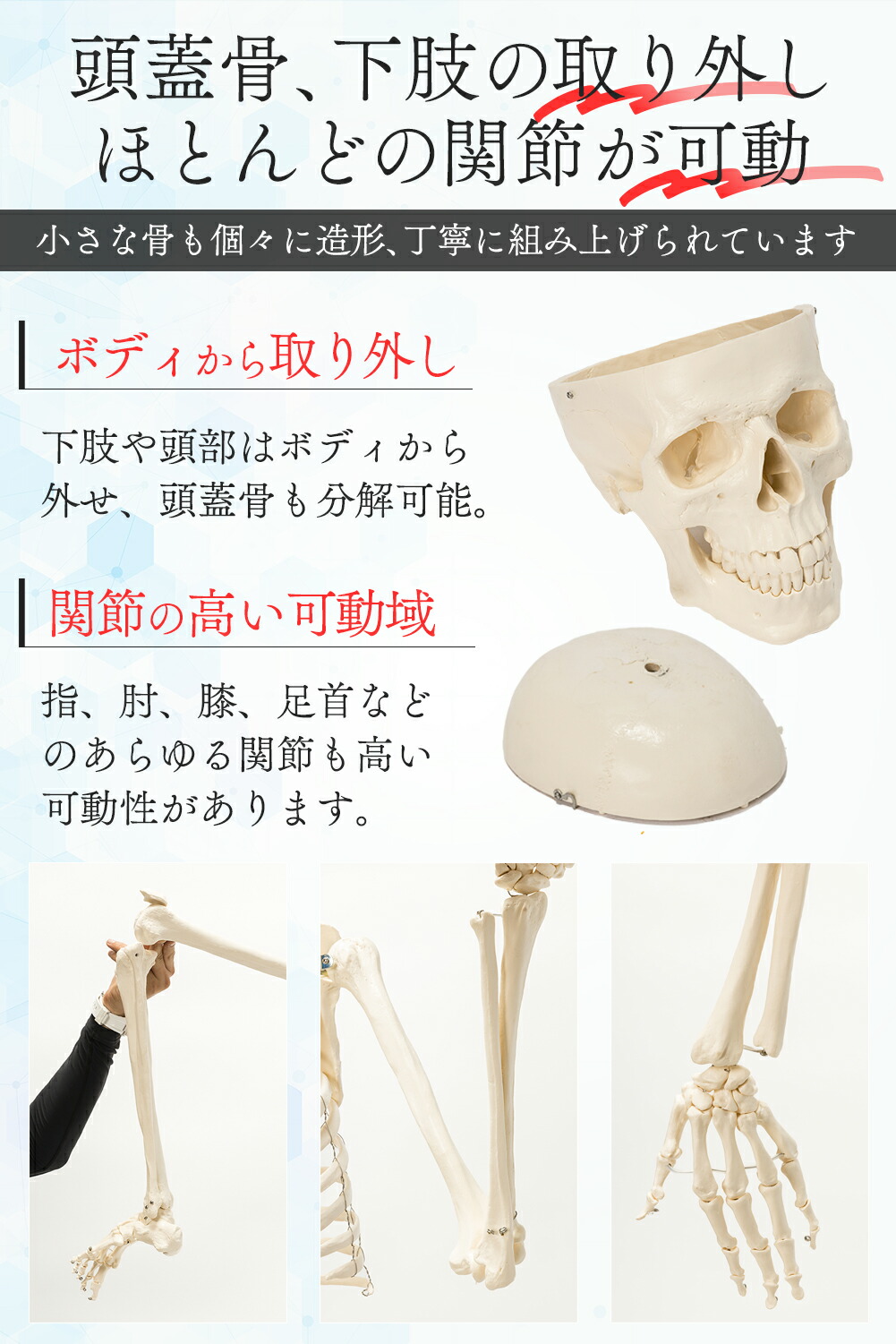 楽天市場】【国際規格認証品】 等身大 人体模型 骨格模型 170cm