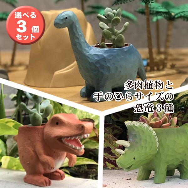 楽天市場】当日発送17時〆 多肉植物 鉢植え 多肉 トリケラトプス