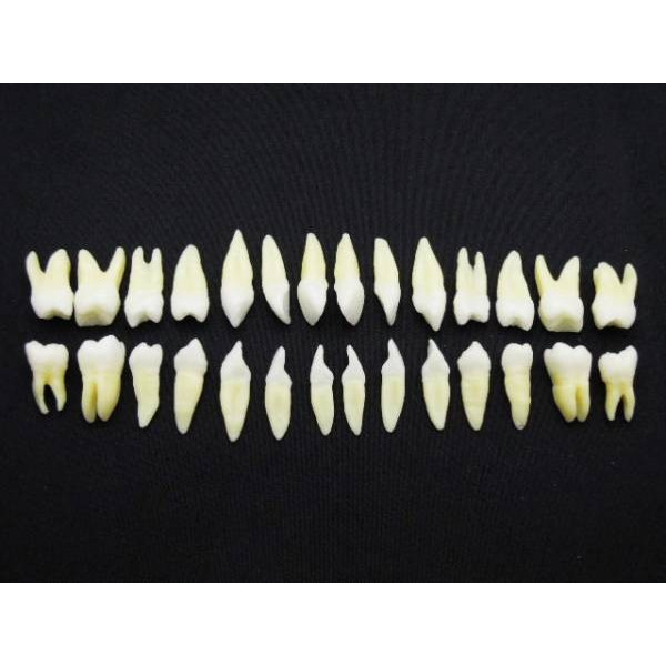 楽天市場】透明乳歯永久歯交換期模型の通販