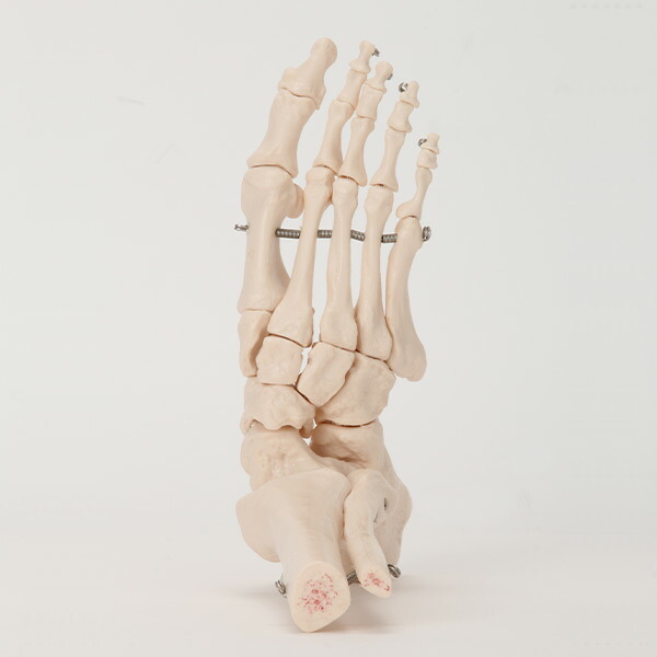 楽天市場】人体模型 骨格模型 足関節 模型 実物大 間接模型 骨格標本