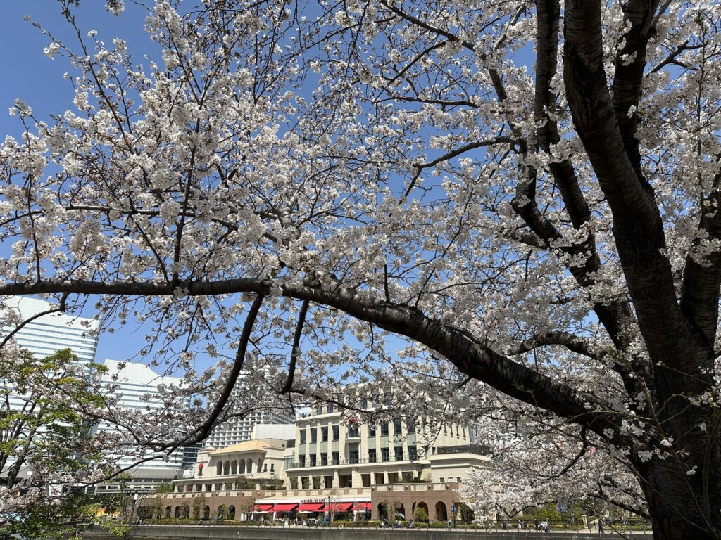 桜の花が咲き誇り、春の訪れとともに新年度がスタートしました