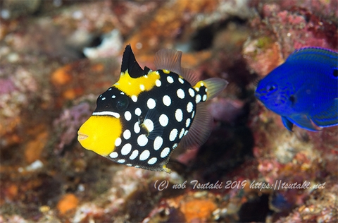 モンガラカワハギ | feel the SEA