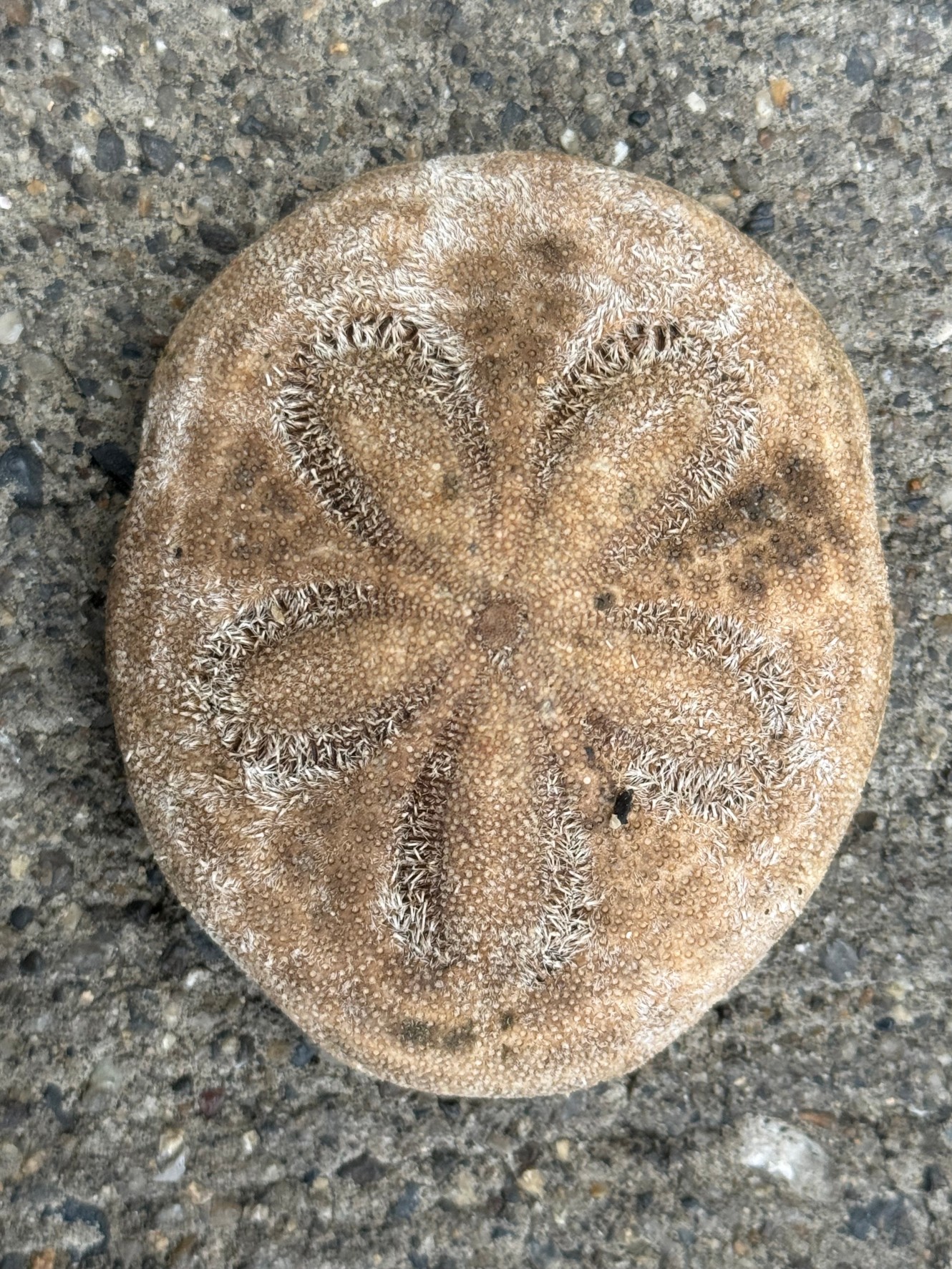 タコノマクラという珍奇なウニの生態、特徴紹介。