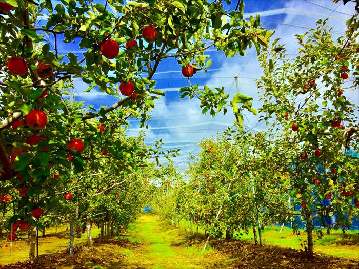 りんごの歴史 | 津軽農園｜青森県弘前市のりんご・桃を産地直送！販売