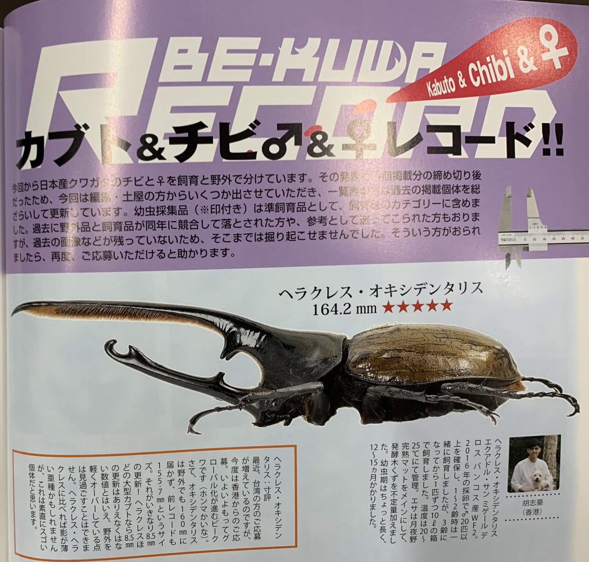 2019年BE-KUWA飼育レコード更新！ ヘラクレスオキシデンタリス | 月虫