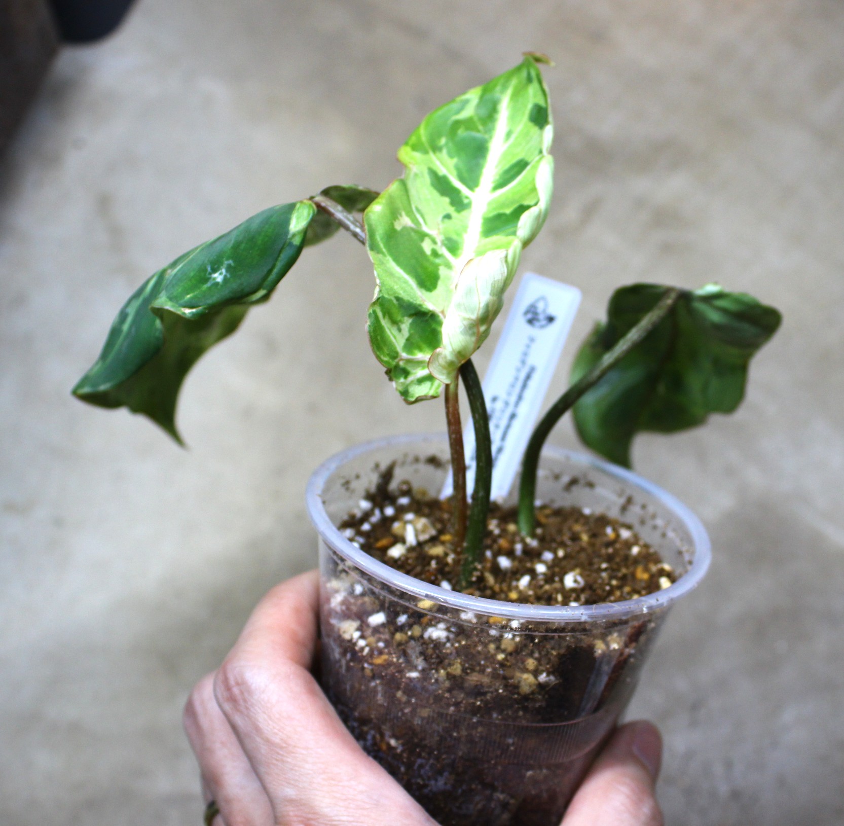 フィロデンドロン グロリオーサム ミューテーション斑入り | AQUASHOP