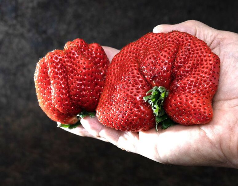 竹内農園 LEDいちご「とくしまいちご（品種 さちのか）」徳島県産