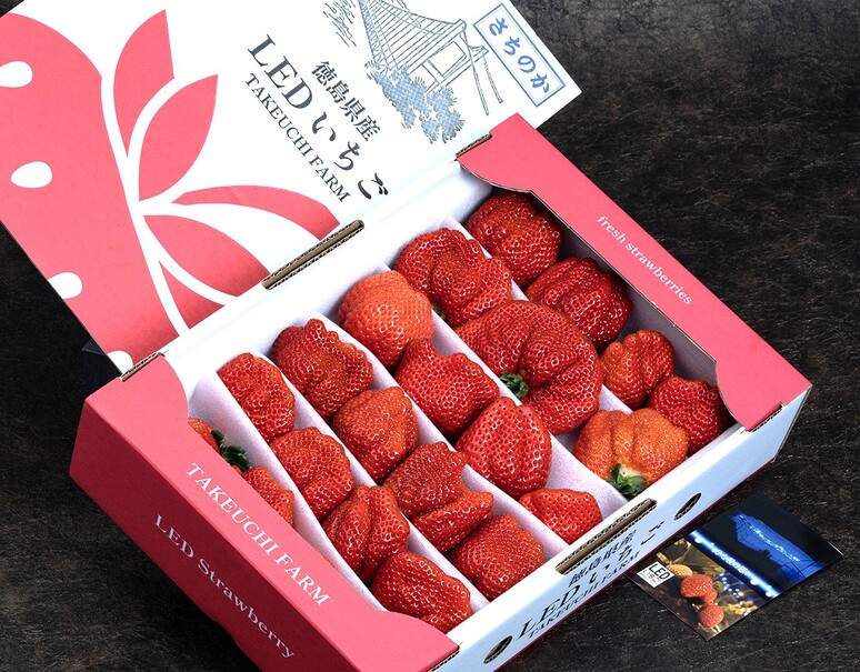 竹内農園 LEDいちご「とくしまいちご（品種 さちのか）」徳島県産
