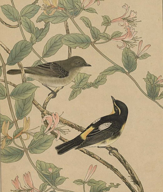 上落合で制作された美しい『鳥類写生図譜』。: 落合学（落合道人）