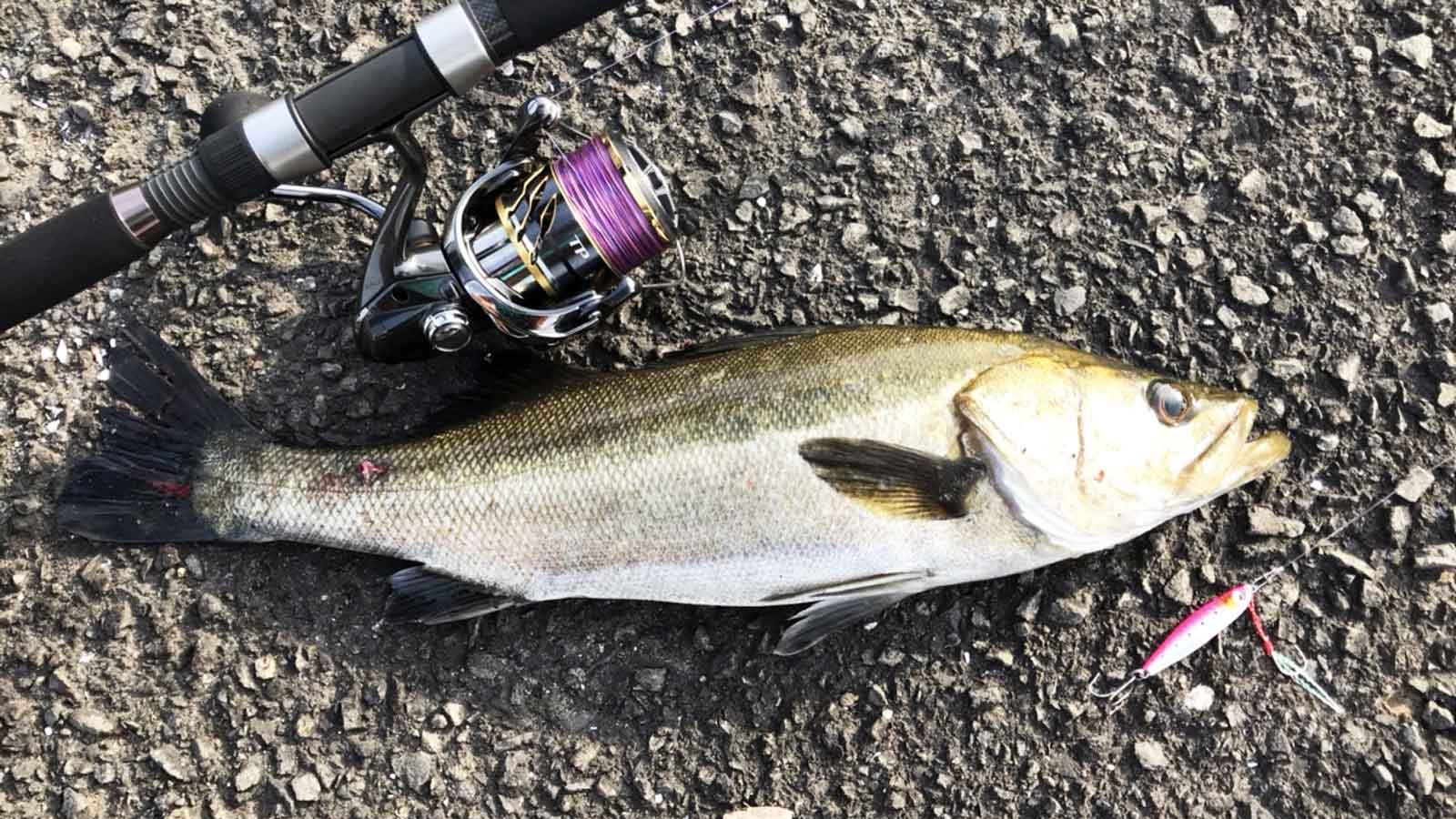 20 ツインパワー C5000XGのスペックとインプレ | 釣りクラウド