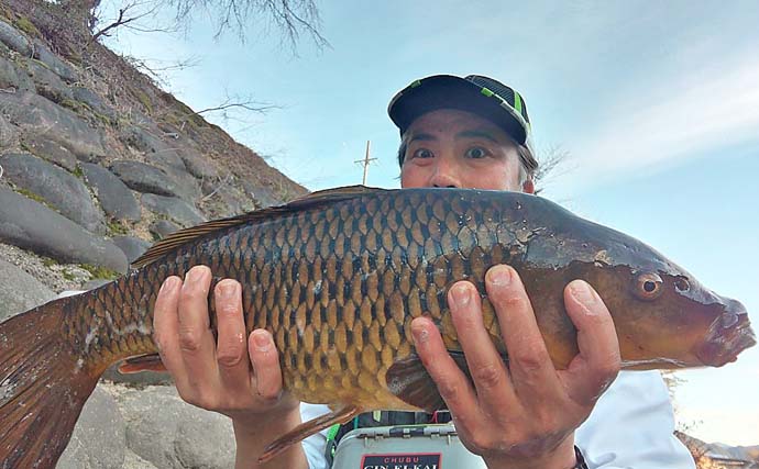 長良川郡上で寒ゴイ釣りで大正三色にマゴイを手中【岐阜】 ノベザオで